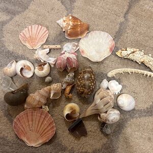 Stanley Seashell Assortment in Pink, Brown, Cream